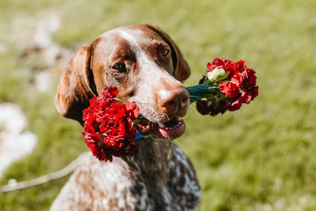 A Daily K9 Academy-trained pointer carrying a wedding bouquet down the aisle