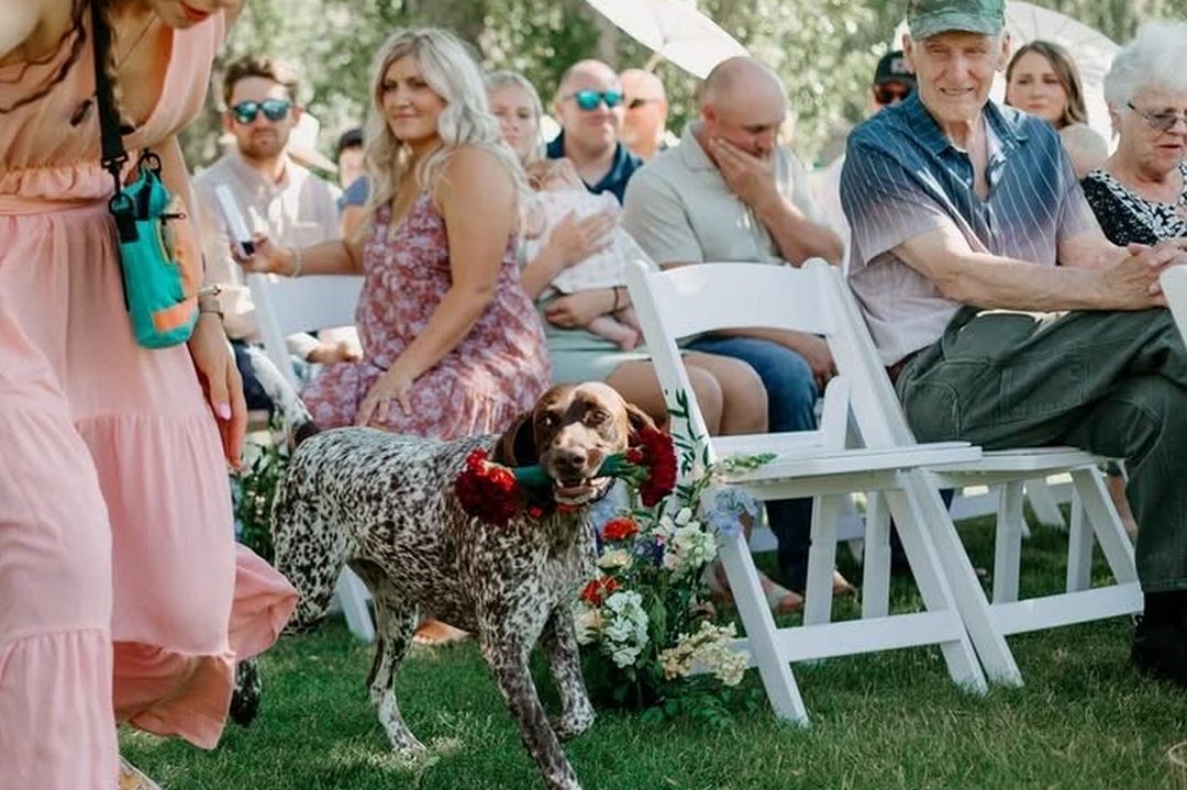 A Daily K9 Academy-trained pointer holding red carnations