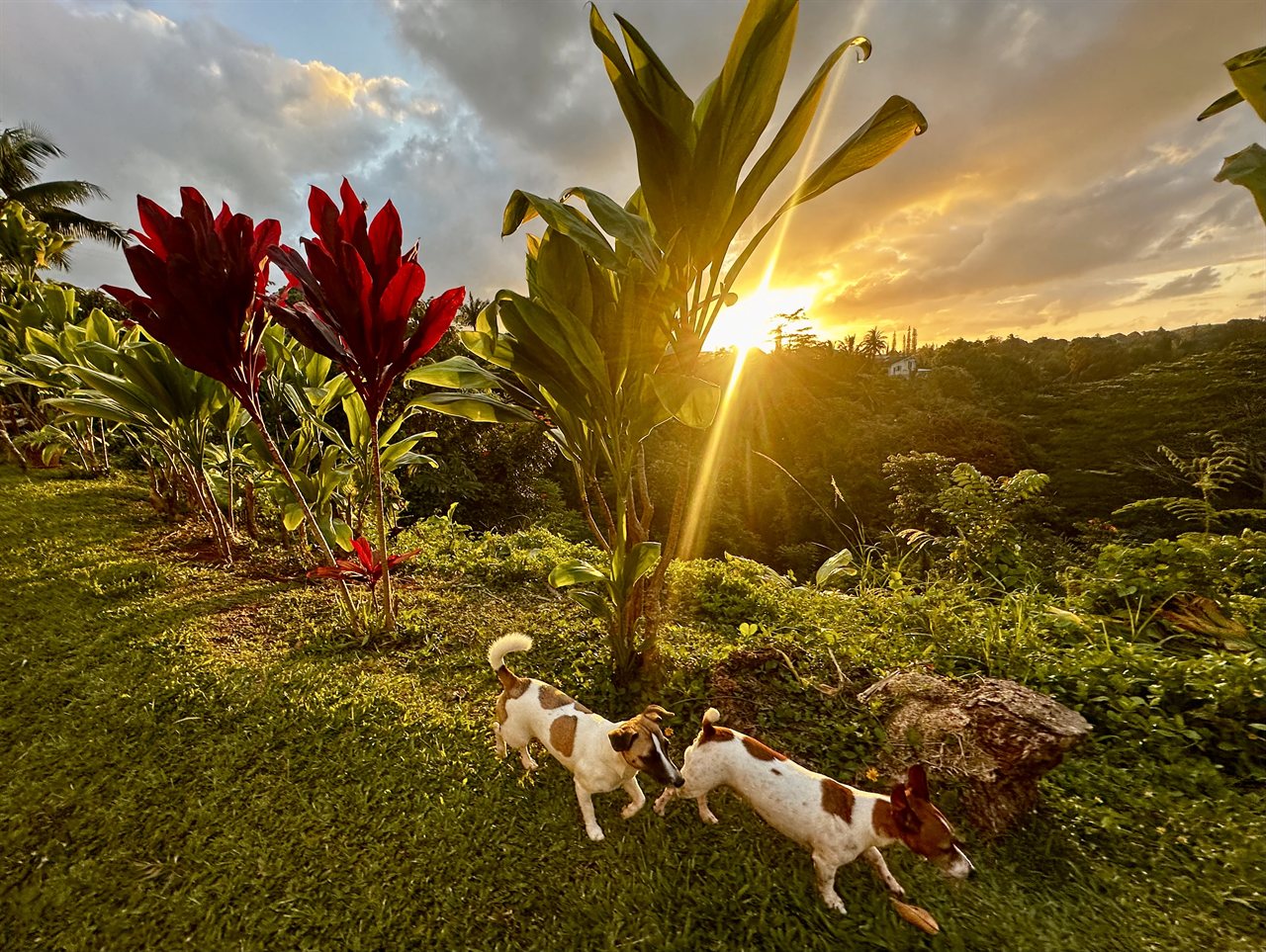 Lea and Neo, two Jack Russell Terrier mixes trained by Daily K9 Academy