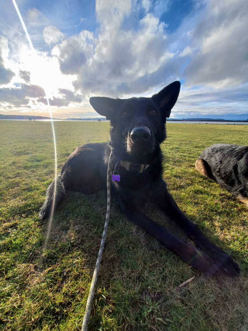 Malcolm, a black German Shepherd trained by Daily K9 Academy, lying calmly on leash in a waterfront park