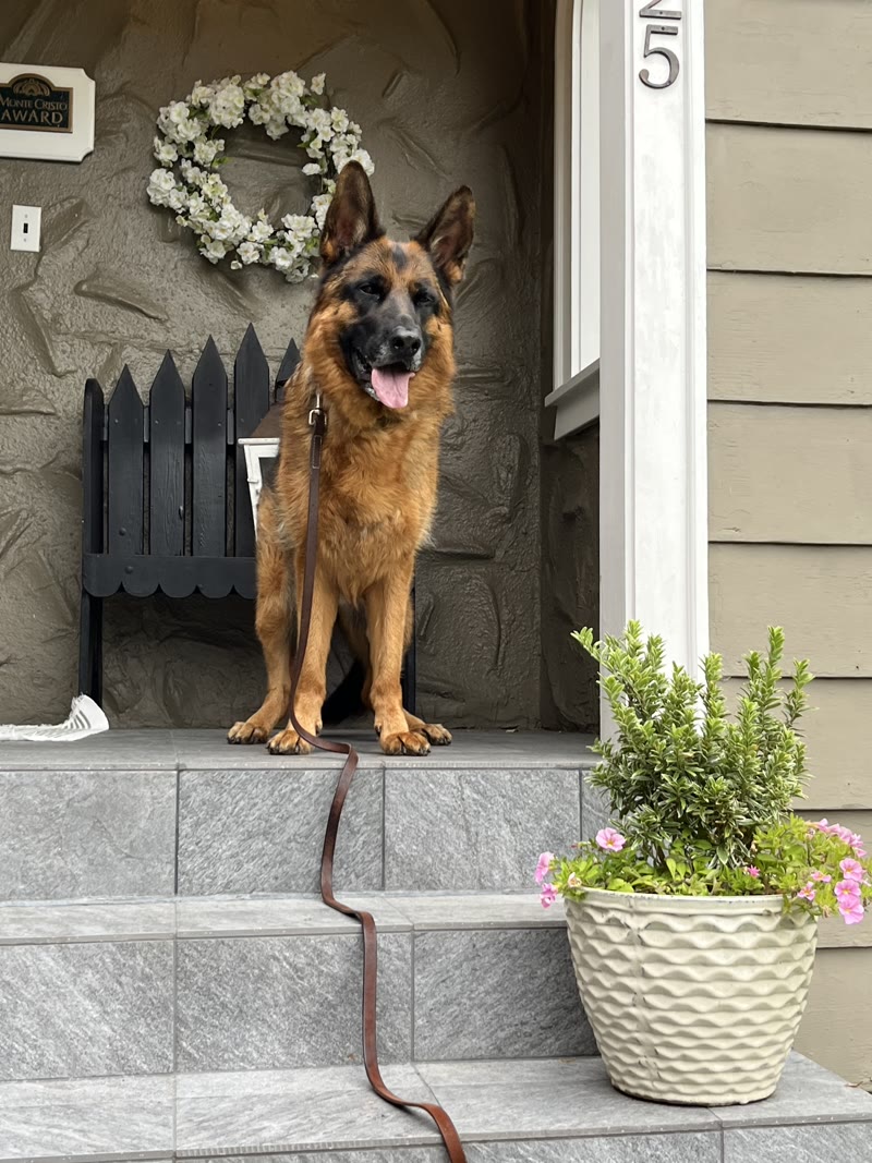 Scout, a German Shepherd trained by Daily K9 Academy, sitting calmly on leash on his front porch